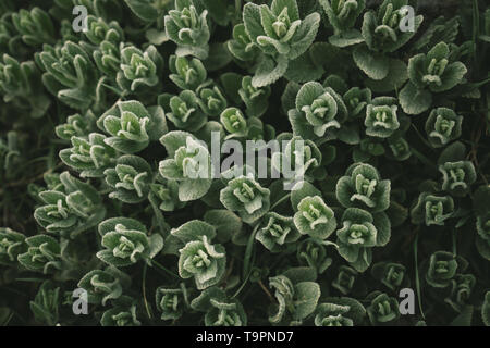 Arrière-plan de plantes vertes, nature beauté,plante verte feuilles peu abstract background. Banque D'Images