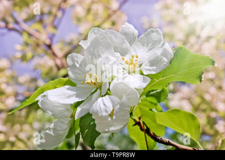 Printemps Floral background, branches de pommiers en fleurs avec soft focus dans les rayons du soleil. Image printemps élégant sur fond flou. Banque D'Images