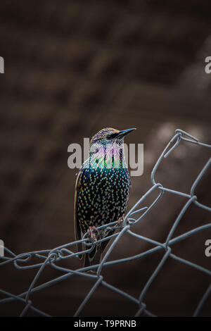 Amérique du Nord Starling européen non reproductrice (Sturnus vulgaris) perching sur une clôture industrielle dans un parking sous Pont de Brooklyn, New York Banque D'Images