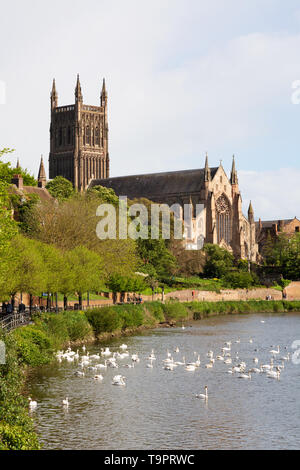 La Cathédrale de Worcester, la rivière Severn et de cygnes, Worcester, Worcestershire, Angleterre, Royaume-Uni Banque D'Images