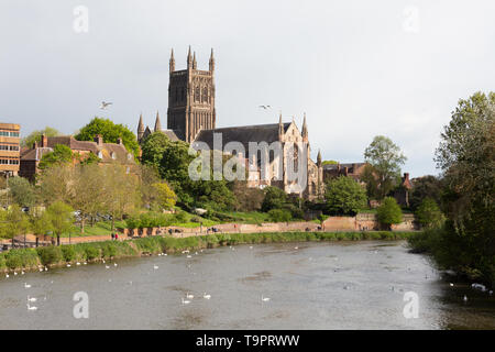 La Cathédrale de Worcester, la rivière Severn et de cygnes, Worcester, Worcestershire, Angleterre, Royaume-Uni Banque D'Images