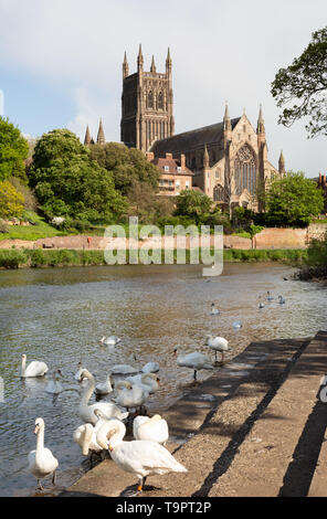 Worcester UK - cygnes dans l'swannery au printemps, la rivière Severn et Worcester Cathedral, Worcester, Worcestershire England UK Banque D'Images