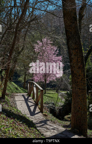 La naissance de l'Èbre parc dans le village de Fontibre, Cantabrie, Espagne. Banque D'Images