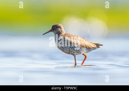 Chevalier gambette Tringa totanus échassier de nourriture dans l'eau sur une journée ensoleillée ces oiseaux échassiers eurasienne sont communs éleveurs dans la prairie d'agraric Banque D'Images