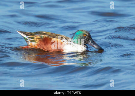 Libre d'un mâle canard souchet, Anas clypeata canard, nageant à la surface de l'eau bleu clair sur une journée ensoleillée. Banque D'Images