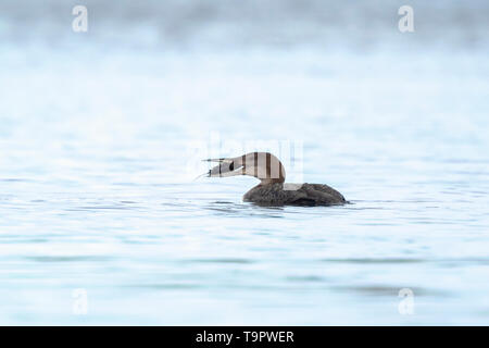 Plongeon huard Gavia immer également connu sous le nom de the great northern diver ou great northern loon et chasse les écrevisses de l'alimentation Banque D'Images