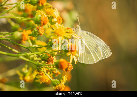 Libre vue latérale d'un Pieris brassicae, le grand papillon du chou blanc ou jaune sur la pollinisation des fleurs Jacobaea séneçon vulgaris Banque D'Images