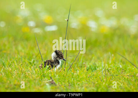 Le nord de sociable Vanellus vanellus petit poussin nouveau-né à la découverte d'une prairie avec des fleurs sur l'arrière-plan dans la saison du printemps. Banque D'Images