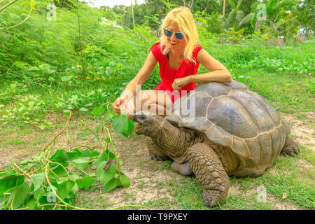 Caucasian woman in red touristiques vêtus d'Aldabra, tortue géante alimentation Aldabrachelys gigantea, une tortue originaire de l'atoll d'Aldabra aux Seychelles. Heureux Banque D'Images