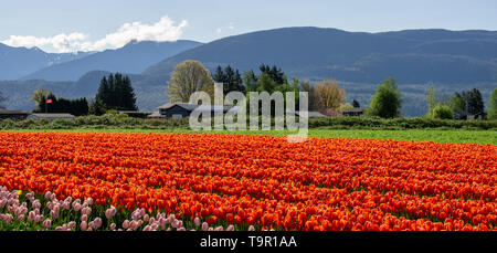 Chilliwack, CANADA - LE 20 AVRIL 2019 : grand champ de fleurs tulipes au Festival des tulipes de Chilliwack en Colombie-Britannique Banque D'Images