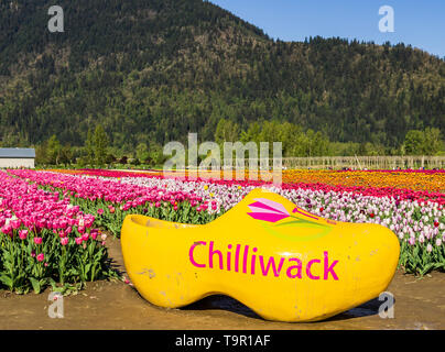 Chilliwack, CANADA - LE 20 AVRIL 2019 : Big Yellow boucher au Festival des tulipes Chilliwack Colombie-Britannique flower farm Banque D'Images