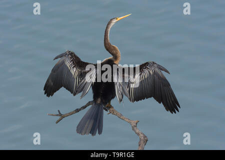 Anhinga melanogaster Oriental (dard) séchage des ailes dans le parc national de Kaziranga, Inde. Banque D'Images