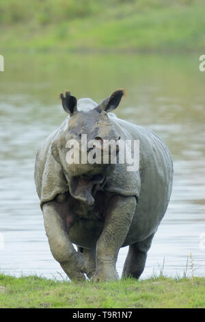 Le Rhinocéros indien (Rhinoceros unicornis) sortant d'un lac dans le parc national de Kaziranga, Inde Banque D'Images