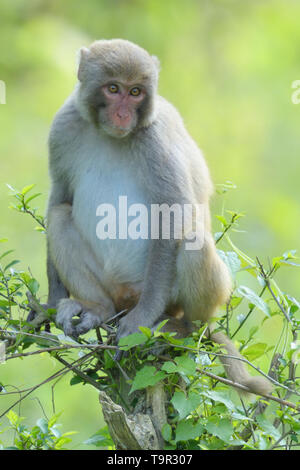 L'Assam Macaque (Macaca assamensis) dans le parc national de Kaziranga, Assam, Inde Banque D'Images
