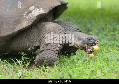 Tortue géante (Chelonoidis porter) se nourrissant de fruits de goyave tombés sur l'île de Santa Cruz dans les îles Galapagos Banque D'Images