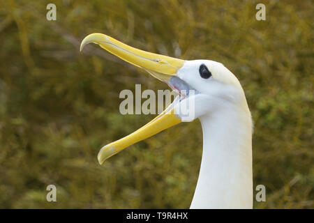 Albatros des Galapagos (Phoebastria homme irrorate) avec bec grand ouvert sur l'appel de l'île Espanola dans les îles Galapagos Banque D'Images