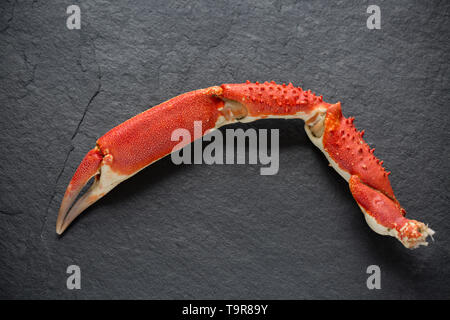 Un bouilli, cuit, griffe de l'araignée de mer Maja brachydactyla, d'un crabe qui a été détectée à partir d'un quai au Royaume-Uni dans un filet appâté. Il a été bo Banque D'Images