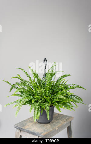 Nephrolepis plantes, fougère. Plante verte élégante dans des pots de céramique sur socle en bois vintage sur fond de mur gris. Cette chambre moderne décor. sansevieria Banque D'Images