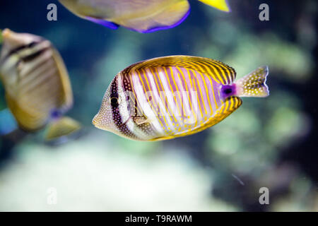 Le monde sous-marin tropical exotique lumineux de l'aquarium de poissons de corail Banque D'Images