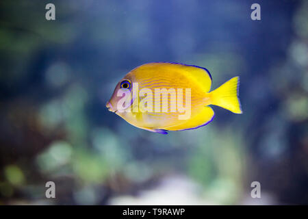 Poissons tropicaux exotiques Yellow fin poisson chirurgien Acanthurus xanthopterus Banque D'Images