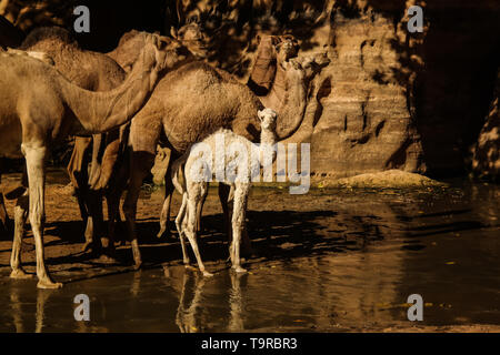 Portrait de la consommation des chameaux dans Bashikele guelta aka canyon dans l'Est de l'Ennedi, Tchad Banque D'Images