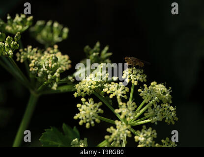 Insecte sur fleur... Banque D'Images