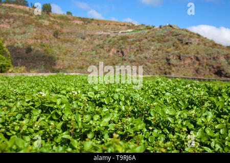 Le cresson en croissance dans les terrasses à Firgas, Gran Canaria, les jeunes plantes avec quelques shoots en commençant à la fleur Banque D'Images