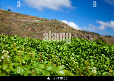 Le cresson en croissance dans les terrasses à Firgas, Gran Canaria, les jeunes plantes avec quelques shoots en commençant à la fleur Banque D'Images