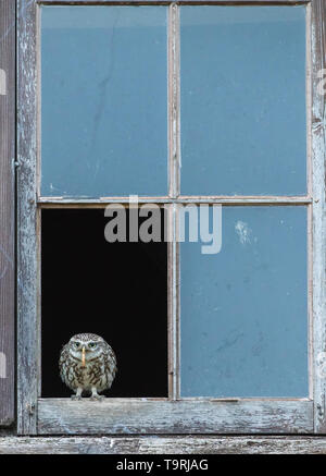 Petit hibou reposant sur châssis de fenêtre ferme abandonnés Banque D'Images