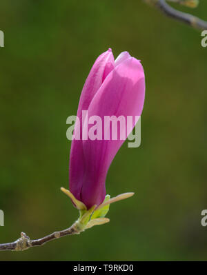 Fleur de Magnolia sur fond vert Banque D'Images