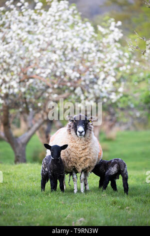 Moutons et agneaux au printemps apple orchard, Burwash, East Sussex, Angleterre, Royaume-Uni, Europe Banque D'Images