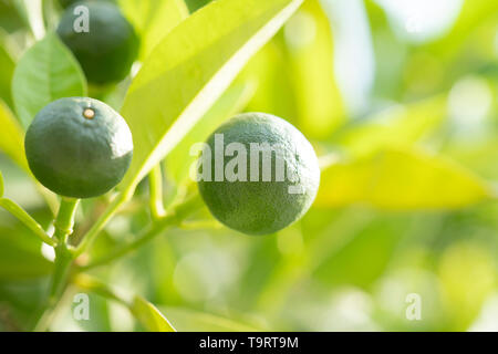 Les oranges vertes fraîches on tree Banque D'Images