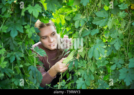 La productrice de superviser la croissance des plantes en concombre amer sur sa plantation Banque D'Images