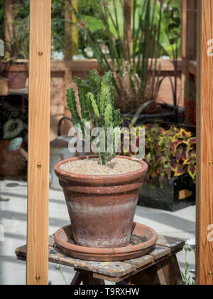 Cactus en pot en terre cuite dans les émissions en bois Banque D'Images