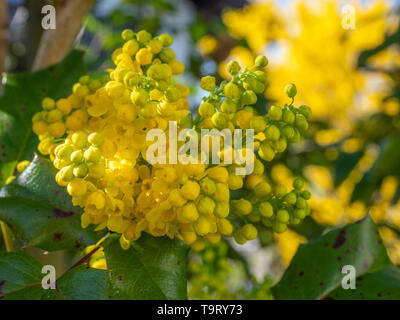 L'essor de houx, Ilex aquifolium, Europäische Stechpalme Blühende Banque D'Images