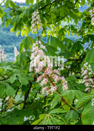Fleurs d'un marronnier commun (Aesculus hippocastanum), Blüten einer Gemeinen Rosskastanie (Aesculus hippocastanum) Banque D'Images