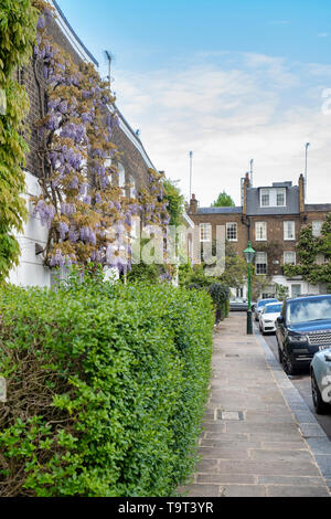 Glycine sur une maison de l'Orme Place, Chelsea, Londres, Angleterre Banque D'Images