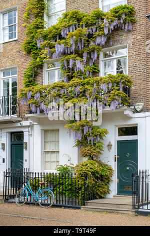 Glycine sur une maison à St Leonards Terrasse, Chelsea, Londres, Angleterre Banque D'Images