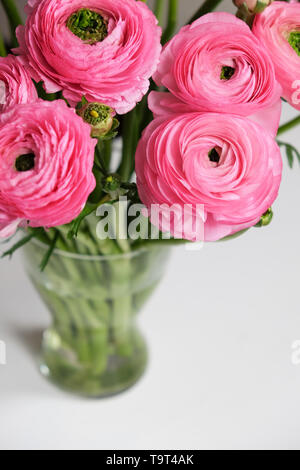 Bouquet de renoncules roses dans vase en verre transparent sur le tableau blanc. Close-up. Colorées pour carte de vœux ou livraison de fleurs. Soft focus sélectif. Banque D'Images