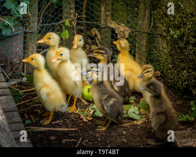 Indian run, canard bouteille également (Anas platyrhynchos), la suite de domestica jeune Indische Laufente Flaschenente, auch (Anas platyrhynchos f. dome Banque D'Images