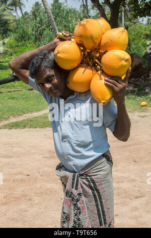 Sri Lanka voyage, Jour 13 : l'un des travailleurs de l'huile de coco Petit travaille à Hikkaduwa. Banque D'Images