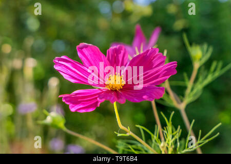 Des paniers, des bijoux Cosmea (Cosmea bipinnata), Bavaria, Germany, Europe, Schmuckkörbchen, Bayern, Deutschland, Europa Banque D'Images