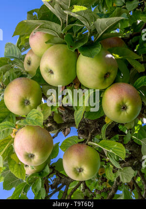 Les pommes non traitées accrocher sur un pommier, Unbehandelte Äpfel hängen une einem Apfelbaum Banque D'Images