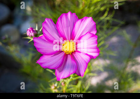 Des paniers, des bijoux Cosmea (Cosmea bipinnata), Bavaria, Germany, Europe, Schmuckkörbchen, Bayern, Deutschland, Europa Banque D'Images