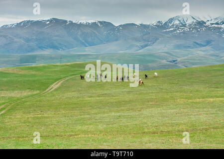 Un troupeau de chevaux dans les steppes du Kirghizstan, en Asie centrale Banque D'Images