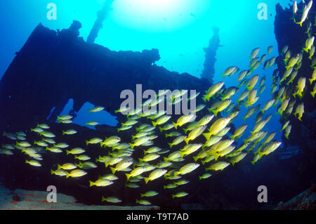 De l'école blue striped snappers, Lutjanus kasmira, dans l'épave de Mahi à la côte ouest d'Oahu, Hawaii, USA Banque D'Images