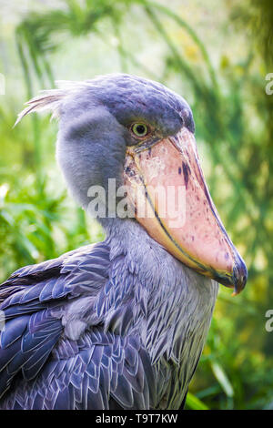 Le bec-en-sabot Balaeniceps rex aussi connu comme whalehead ou shoe-billed stork voler. Cigogne africaine voler. Banque D'Images