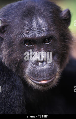 TOMA1-1105546 Pan troglodytes chimpanzé Parc National de Gombe Stream, en Tanzanie, Afrique de l'Est Banque D'Images