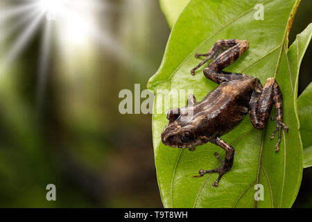 Pristimantis une grenouille amphibiens exotiques tropicaux de la forêt amazonienne en Colombie. Banque D'Images