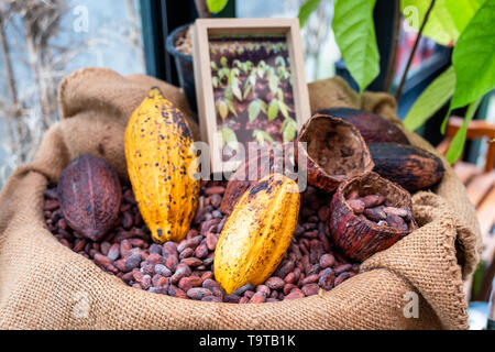 Avec les fèves de cacao cabosse dans un sac Banque D'Images